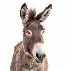 donkey on white background.