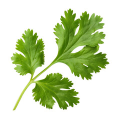 Top view of a single fresh coriander leaf with vibrant green color, isolated on a transparent background 