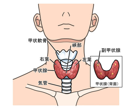 甲状腺