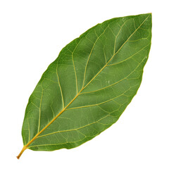Obraz premium Top view of a whole bay leaf with deep green color and veined texture, isolated on a transparent background 