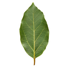 Obraz premium Top view of a whole bay leaf with deep green color and veined texture, isolated on a transparent background 