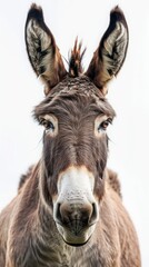 Fototapeta premium donkey on white background.