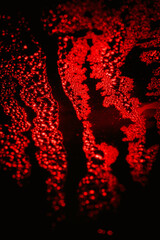 Extreme close up photograph of water droplets creating a moody abstract texture. Background, texture, vibrant, creepy, vibes.