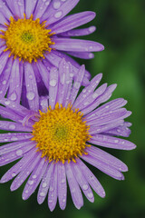 Macro photo of rain droplets on top of a vibrant, colorful purple Alpine Aster against a dark backdrop. Vintage look, contrast, nature, floral, texture. Vertical.