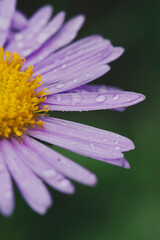 Fototapeta premium Macro photo of rain droplets on top of a vibrant, colorful purple Alpine Aster against a dark backdrop. Vintage look, contrast, nature, floral, texture. Vertical.