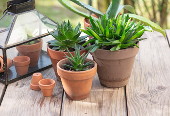 different suculent plants in flower pots with a mini greenhouse on wooden table in. garden