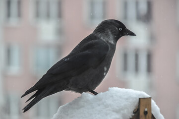 A gray urban bird jackdaw sits on a feeder on the balcony