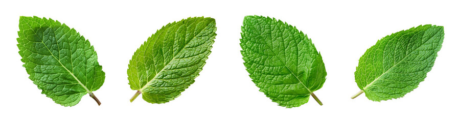 Obraz premium Four fresh peppermint leaves on a transparent background, perfect for organic product advertisements and natural health concepts
