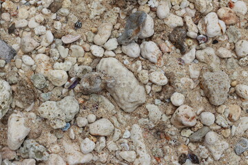 photo of the texture of beach sand, coral rocks and sea shells.