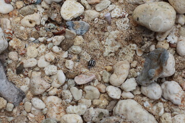 photo of the texture of beach sand, coral rocks and sea shells.