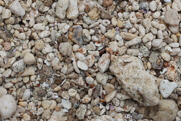 photo of the texture of beach sand, coral rocks and sea shells.