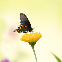 butterfly on flower
