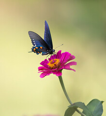 butterfly on flowers