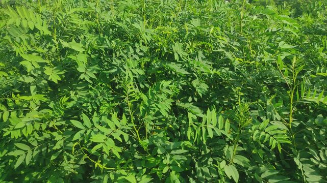 Gliricidia sepium leaves spreading greenery.
