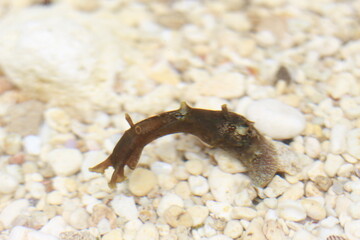 sea ​​snails are on the beach.