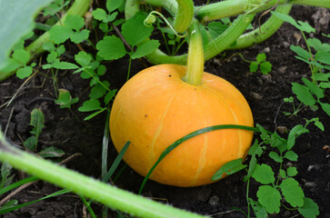 a pumpkin is in a garden with a green stem