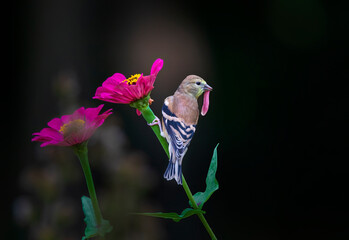 goldfinch on red flower