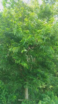 Gliricidia sepium leaves spreading greenery.