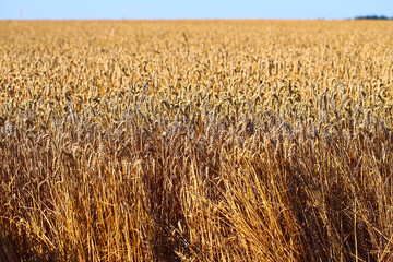 Golden wheat field and sunny day. Ears of wheat or rye ready to be harvested, close-up against the...