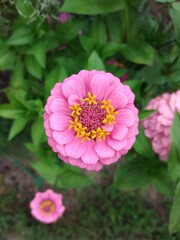 Fototapeta premium summer, flora, flowers