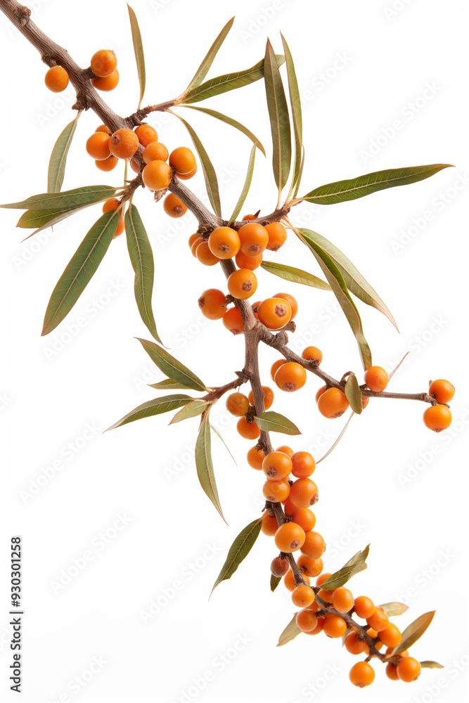Poster a branch with many orange berries on it. the berries are clustered together and are of various sizes