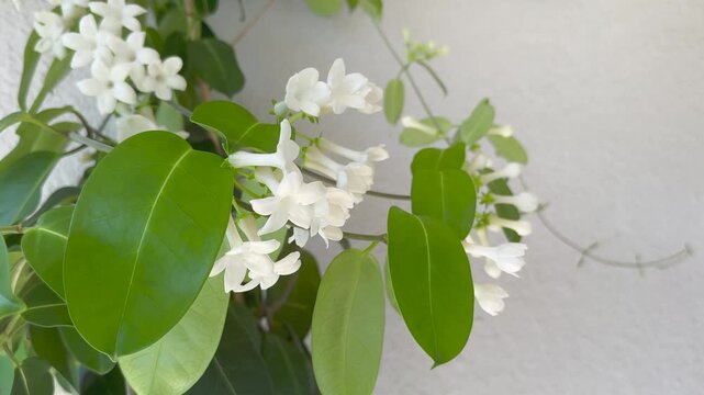 Stephanotis floribunda flowers or Madagascar jasmine blooming, Waxflower aromatic white flowers close-up over gray wall background. Liana. Decorative or ornamental garden, terrace plants