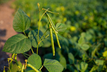 Mung beans are an agricultural crop cultivated in Thailand, and translated into various foods.