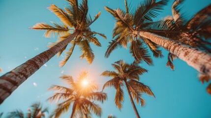 Upward view of tall palm trees against a clear blue sky with the sun shining through, capturing a sunny and tropical vibe.