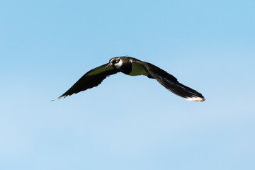Vanneau huppé,.Vanellus vanellus, Northern Lapwing