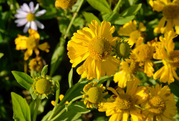 Helenium autumnale 'Pumilum Magnificum', Imule