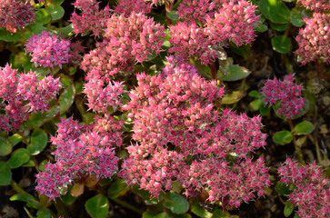 Sedum spectabile 'Carl', Orpin