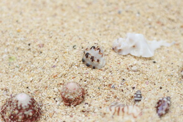 photo of the texture of beach sand, coral rocks and sea shells