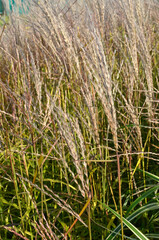 Miscanthus sinensis 'Afrika' , Eulalie; graminée