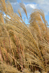 Fototapeta premium Miscanthus sinensis 'Dronning Ingrid', Eulalie; graminée
