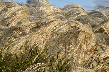 Miscanthus sinensis 'Graziella' , Eulalie; gramin&eacute;e