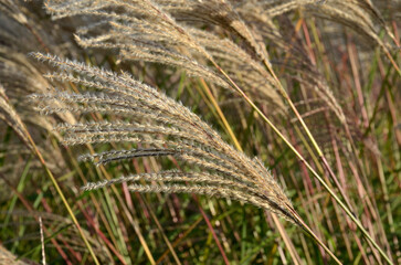 Miscanthus sinensis malepartus,  Eulalie; Graminée