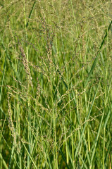 Panicum amarum , Panicum, Graminée