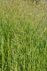 Panicum amarum , Panicum, Graminée
