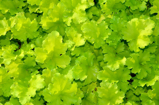 Heuchera 'Lime Rickey' , Heuchere