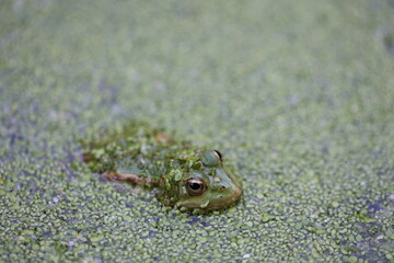 Gros plan naturel d'une tête de grenouille verte dépassant à la surface d'une mare couverte...