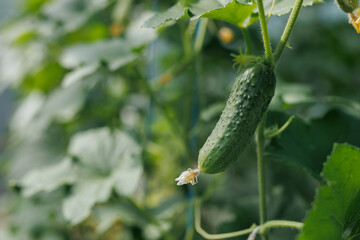 An organic greenhouse full of cucumber plants. Agriculture.