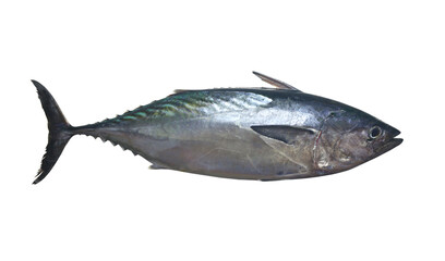 Mackerel tuna which has a long body, with transparent image.