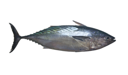 Mackerel tuna which has a long body, with transparent image.
