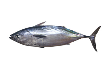 Mackerel tuna which has a long body, with transparent image.