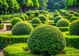 Manicured boxwood shrubs in a lush landscape park, with blurred background and selective focus emphasizing the precise, sculpted foliage of the ornamental topiary.