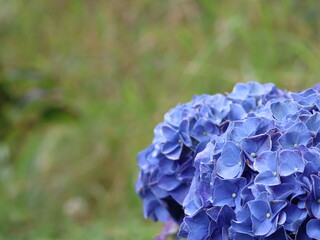 A hydrangea flower in full bloom in a garden, displaying its blue blossoms.