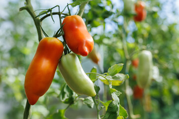Maturation of tomatoes in the greenhouse. Organic farming.
