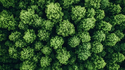 Naklejka premium Aerial top view forest tree, Rainforest ecosystem and healthy environment concept and background, Texture of green tree forest view from above , ai