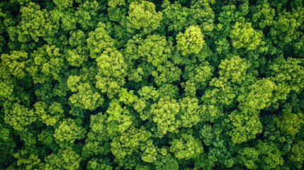 Aerial top view forest tree, Rainforest ecosystem and healthy environment concept and background, Texture of green tree forest view from above , ai