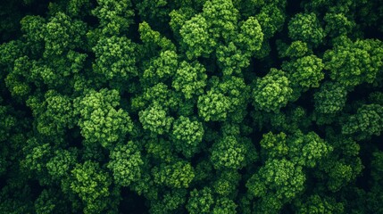 Naklejka premium Aerial top view forest tree, Rainforest ecosystem and healthy environment concept and background, Texture of green tree forest view from above , ai